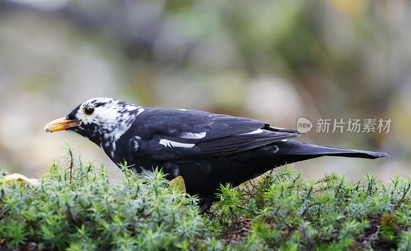 黑鸟(Turdus merula)男性白化进食